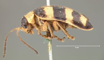 Media type: image; Entomology 19418   Aspect: habitus lateral view